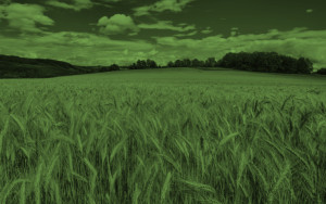 Lamanna-azienda-agricola-Claim-bkg