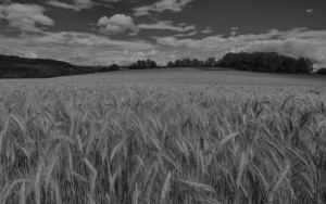 Lamanna-azienda-agricola-Claim-bkg