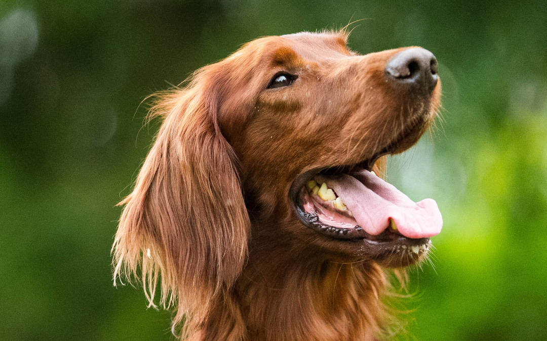 Mangimi per cani