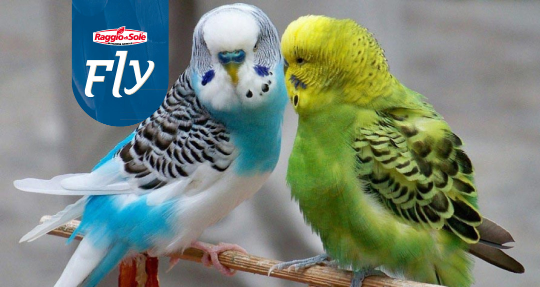 Mangimi per uccelli insettivori e canori