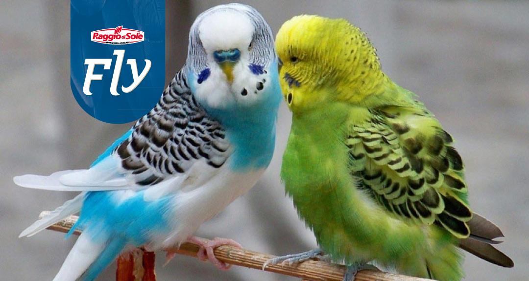 Mangimi per uccelli insettivori e canori